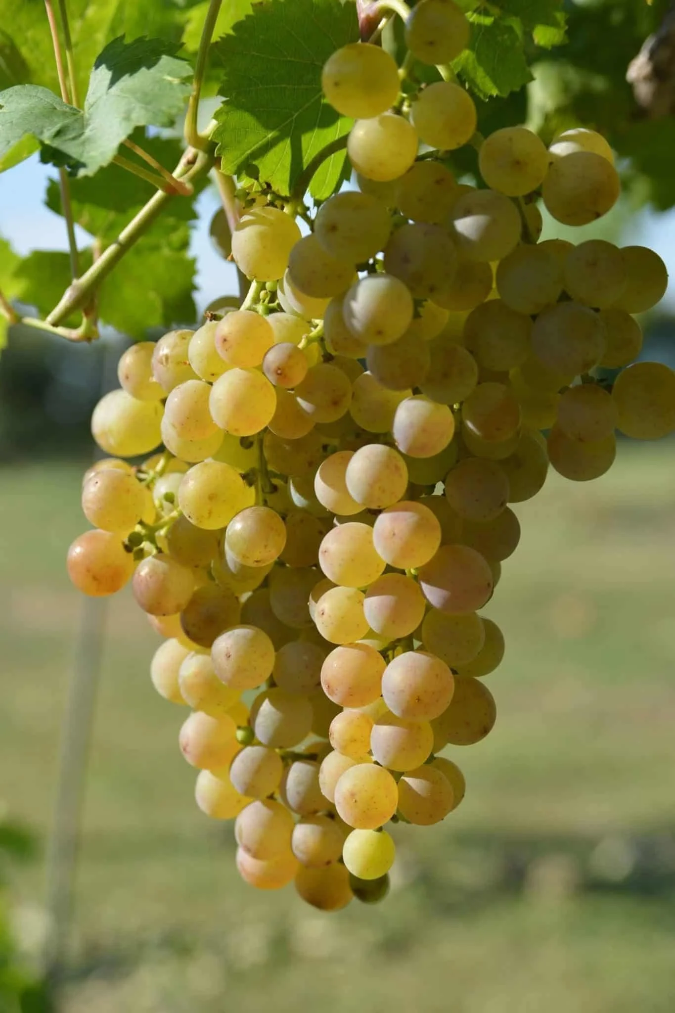 grapes golden muscat.jpg