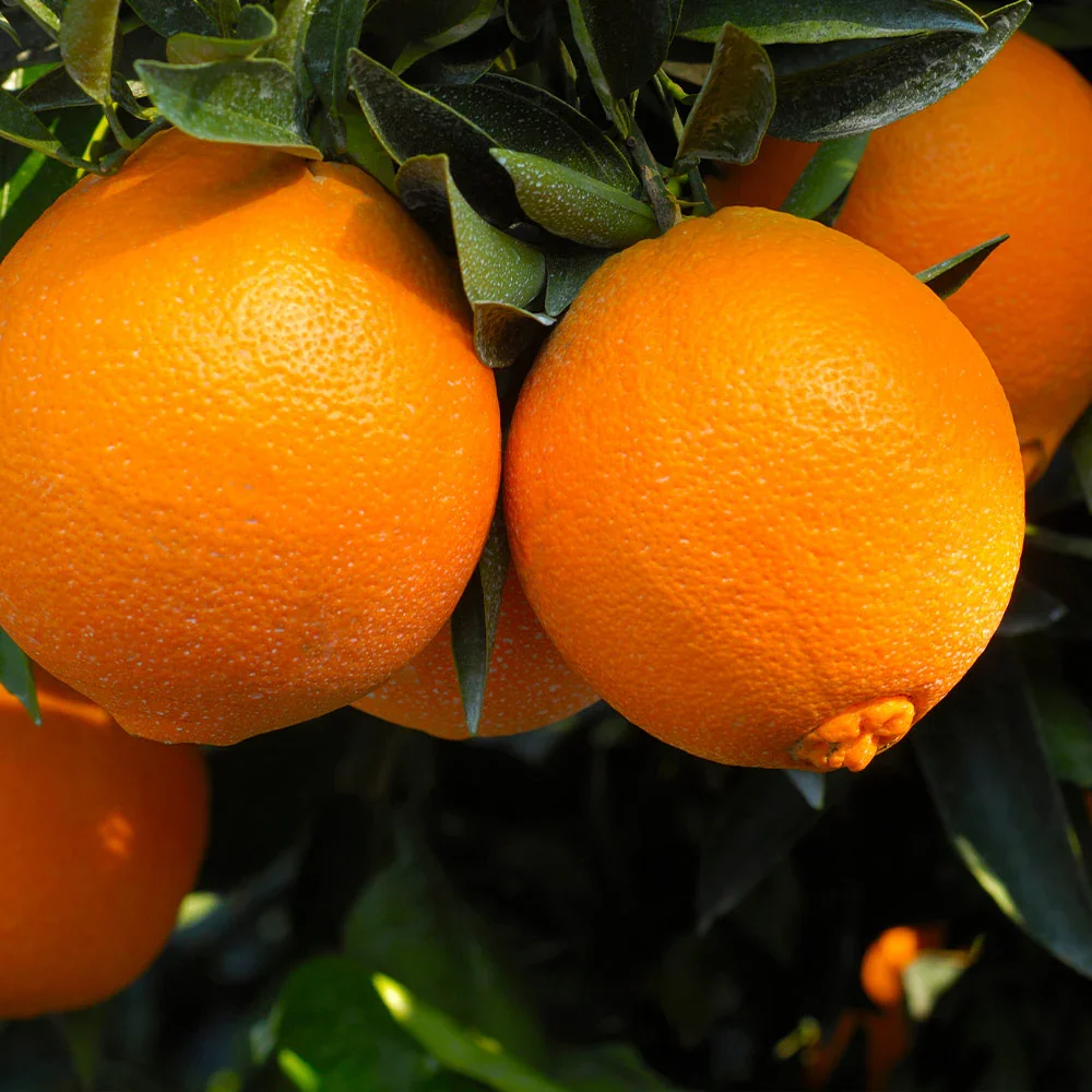 Navel Orange Trees (Citrus sinensis) - PREORDER
