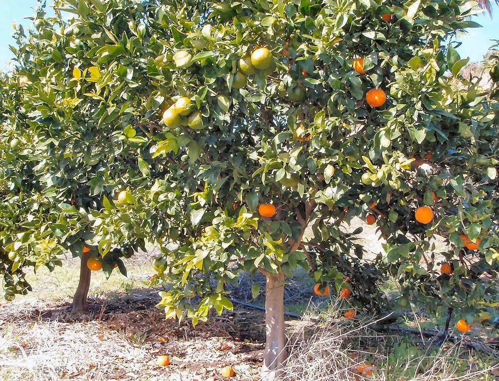 cocktail tree.jpg