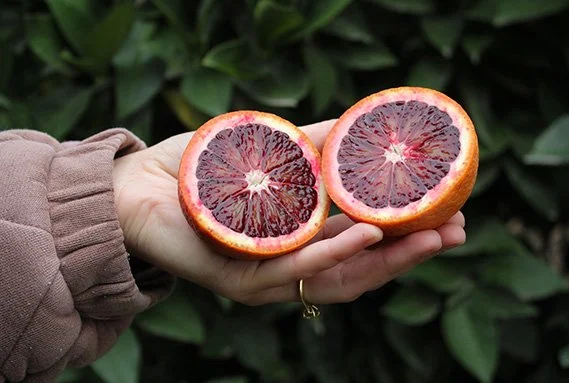 Blood Orange Trees (Citrus sinensis) - PREORDER