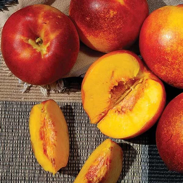 nectarine harko.jpg