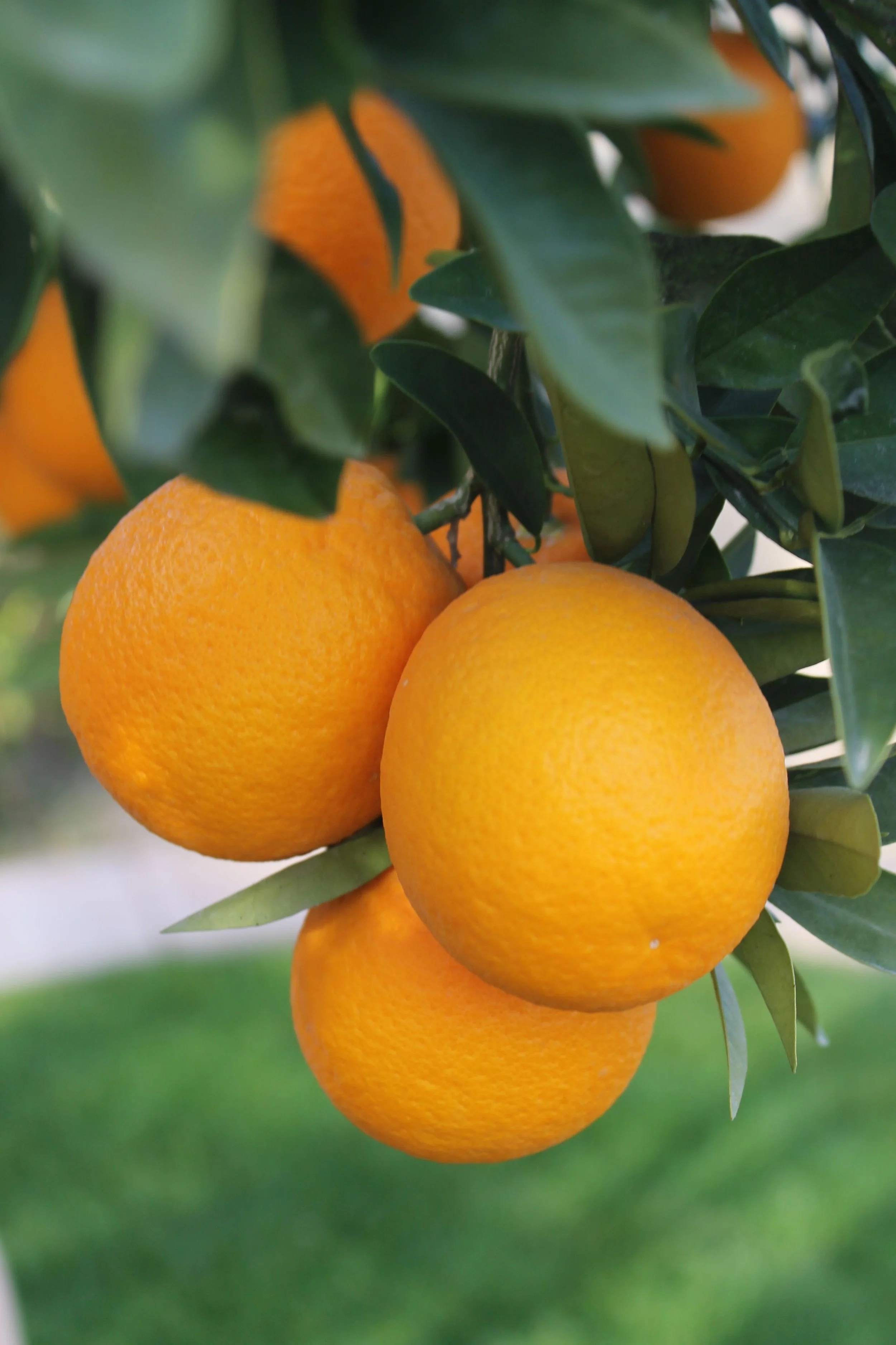 AZ Sweet oranges.jpeg