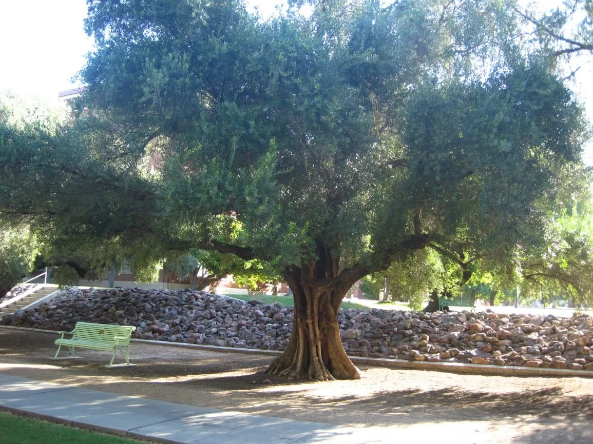 olive tree old.jpeg