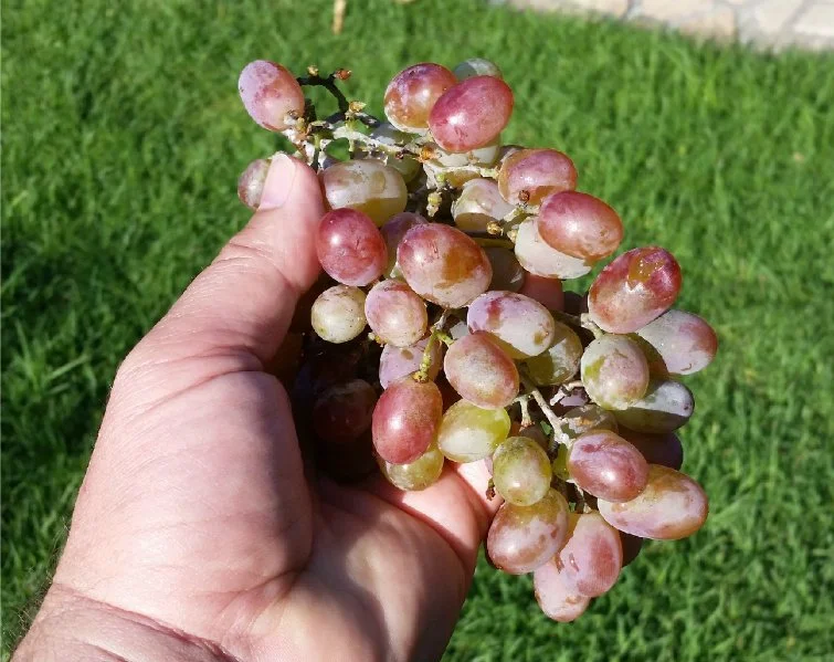 grapes crimson seedless.jpg