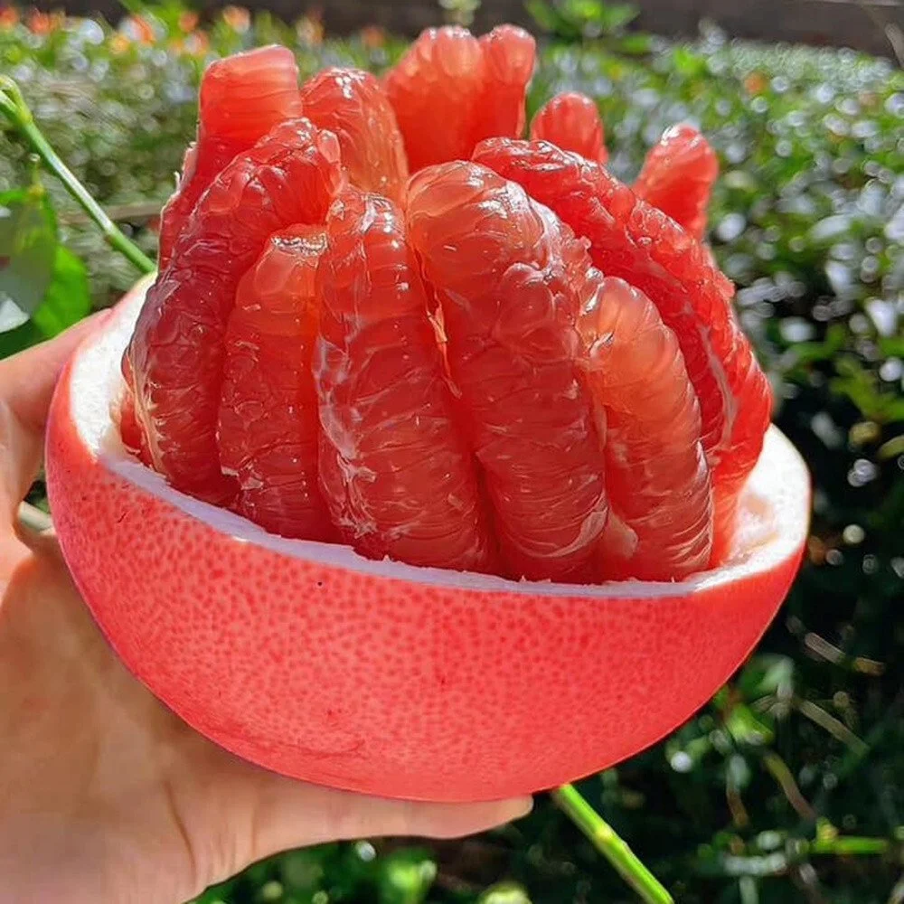 pommelo red.jpg