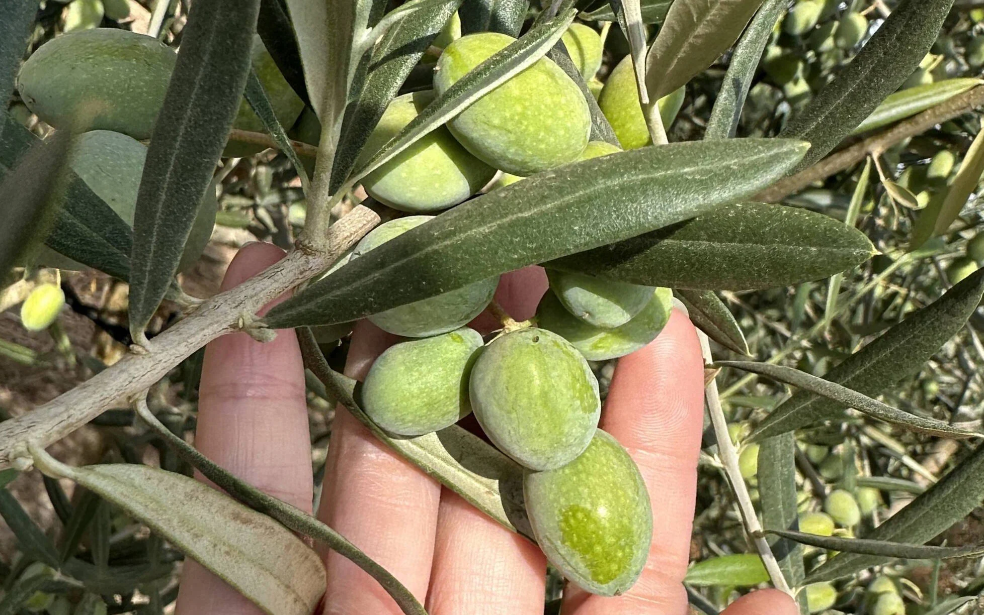 olives arbosana.png