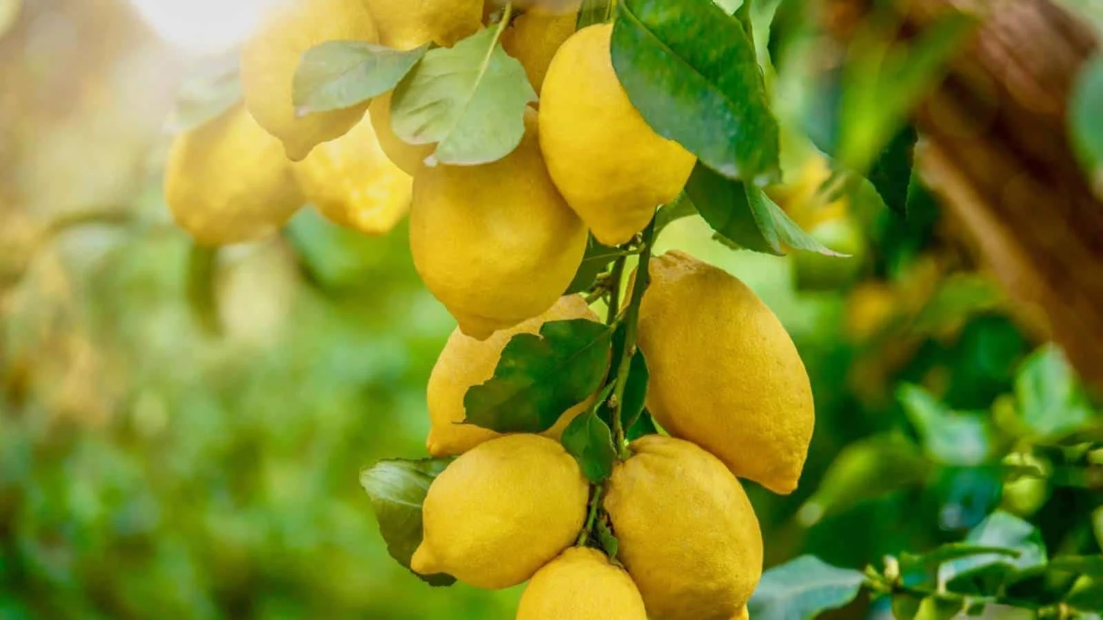 Lemon-tree-with-ripe-lemons SQUARE.jpeg