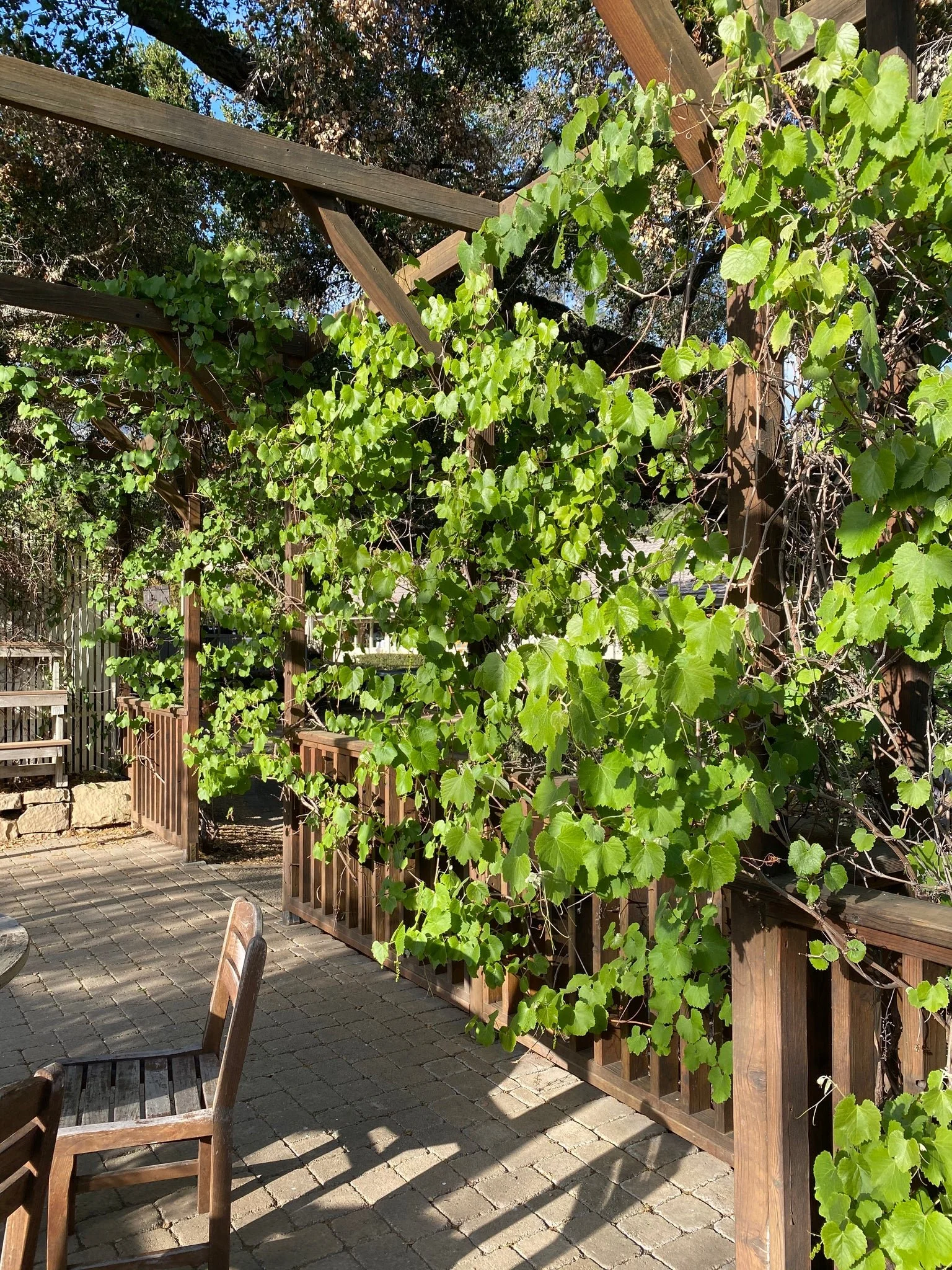 grapevine on trellis.jpg