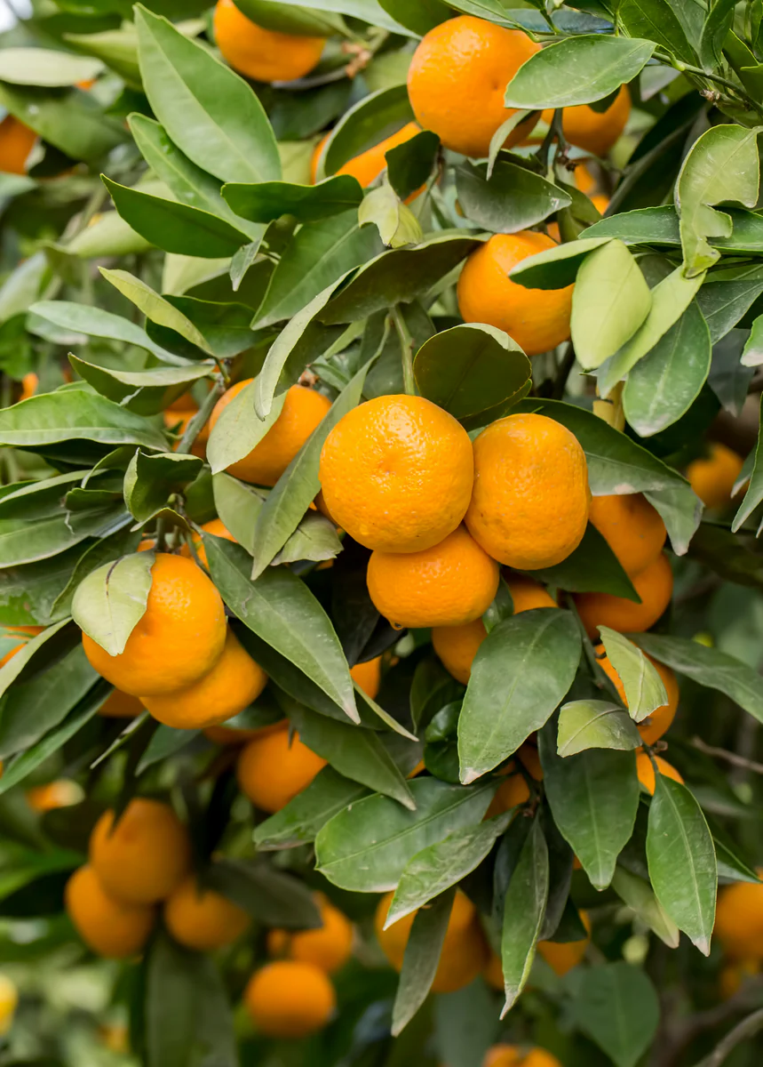 ripe orange tangerines citrus on tree branches in peoria arizona