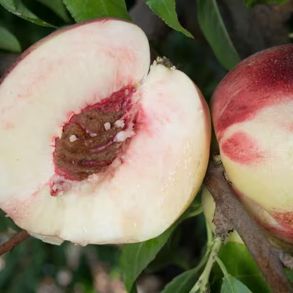 nectarine snow queen.png