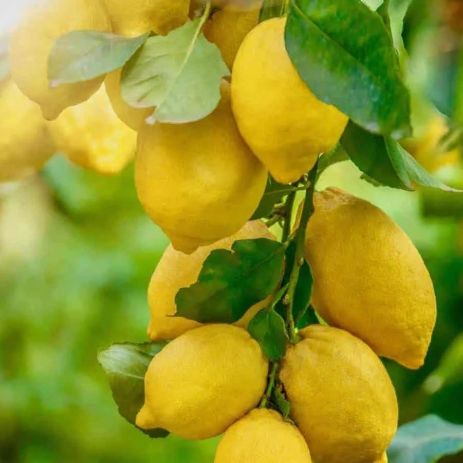 lemons on tree branch scottsdale az