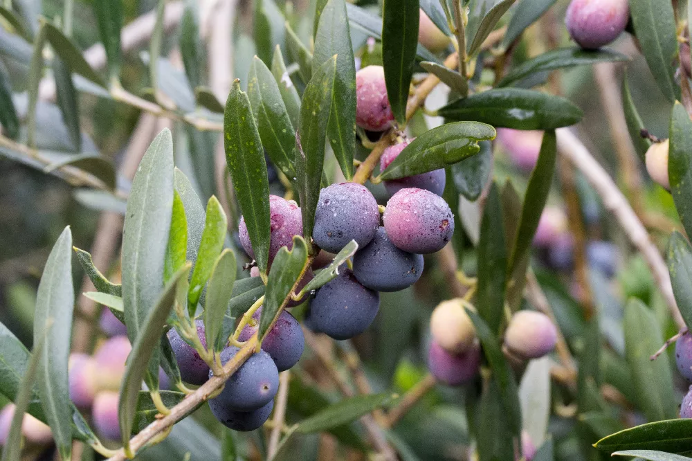 olives arbequina.png
