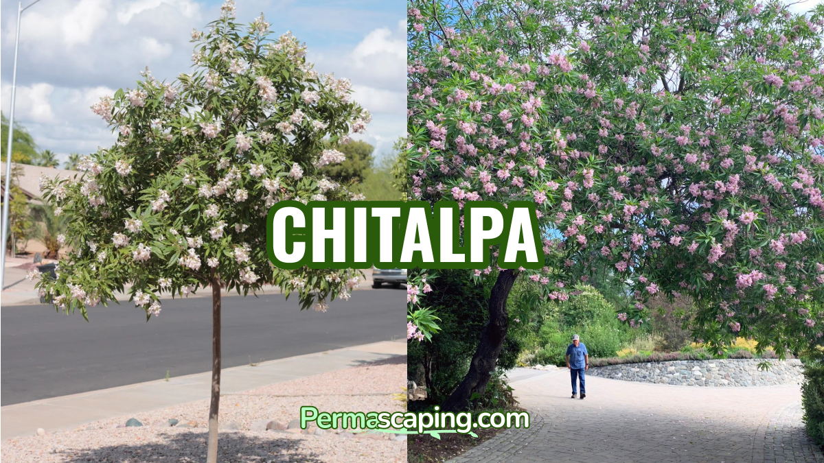 Chitalpa (× Chitalpa tashkentensis)