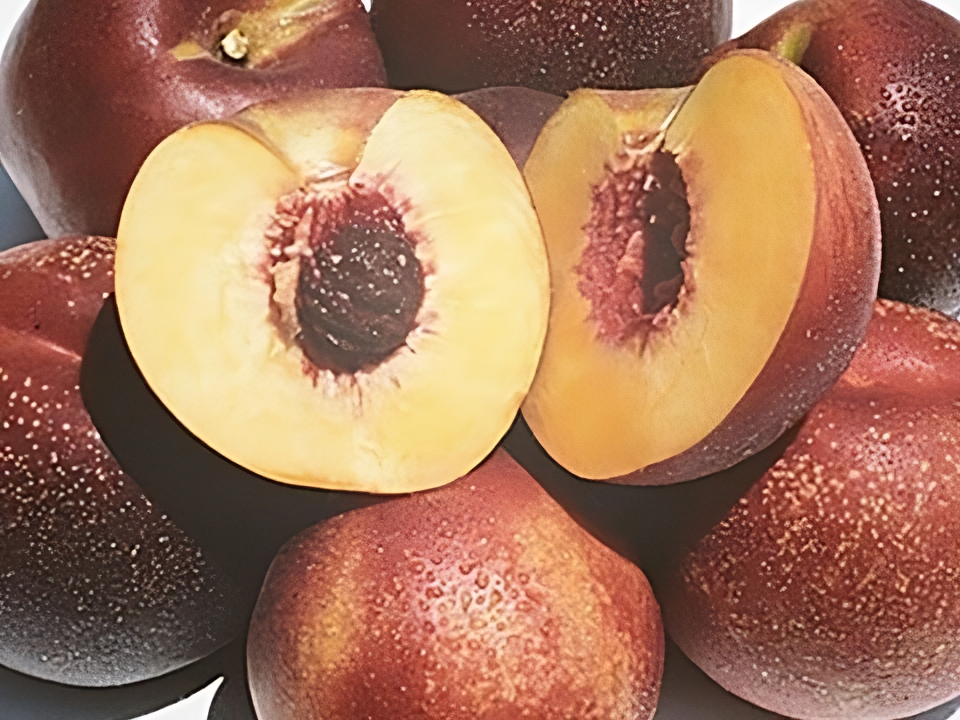 nectarine panamint.png