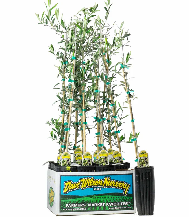 Olive_Arbequina_3inSleeve_700x700.png