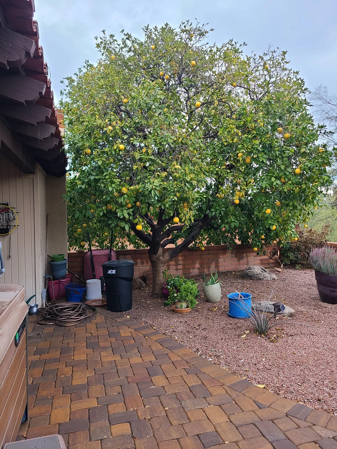 grapefruit tree full of fruit in phoenix az