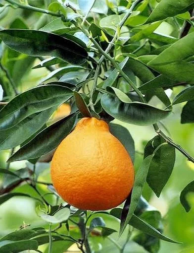tangelo ripe citrus on tree branch queen creek az