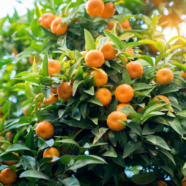 mandarin citrus on tree in glendale az