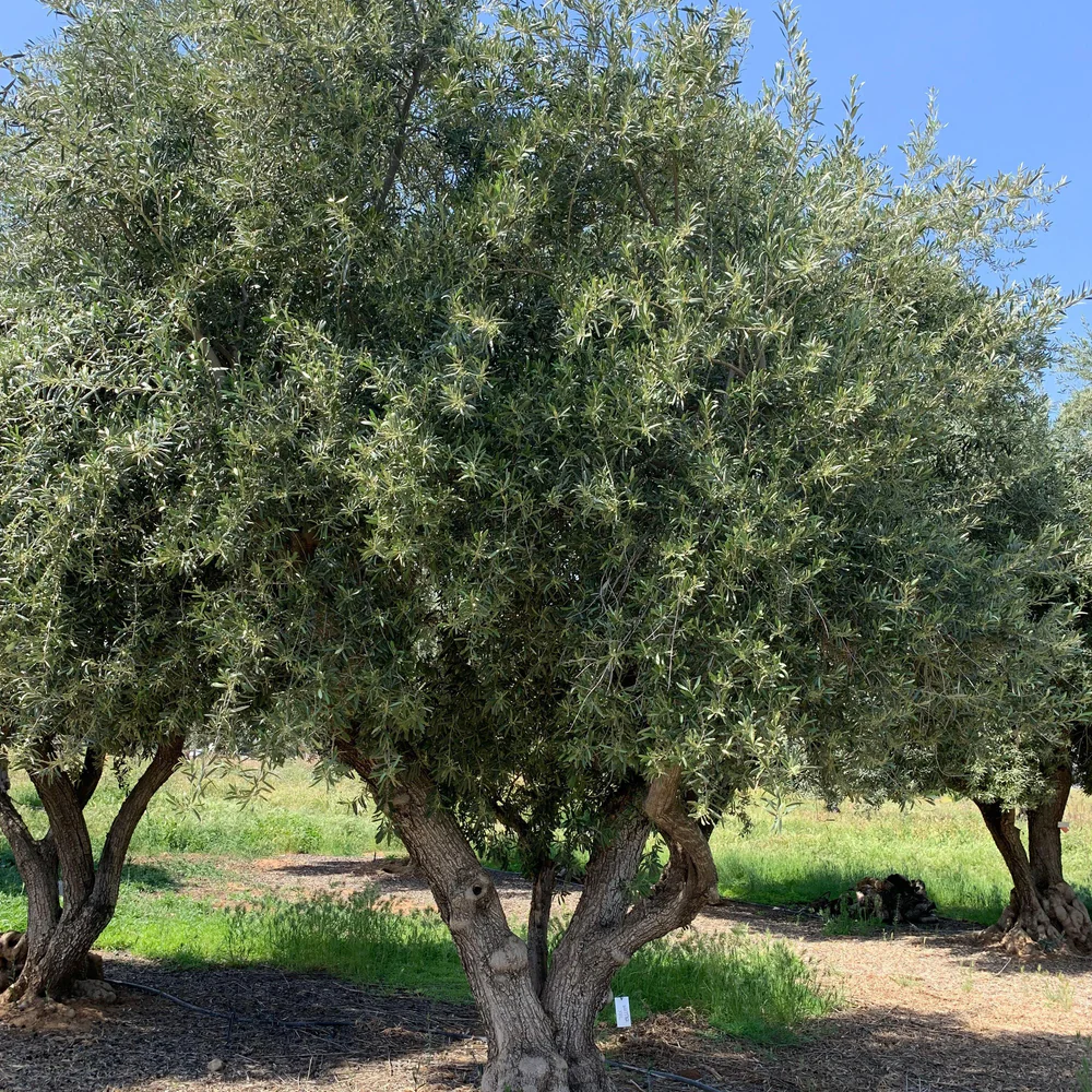 Olive mature.png