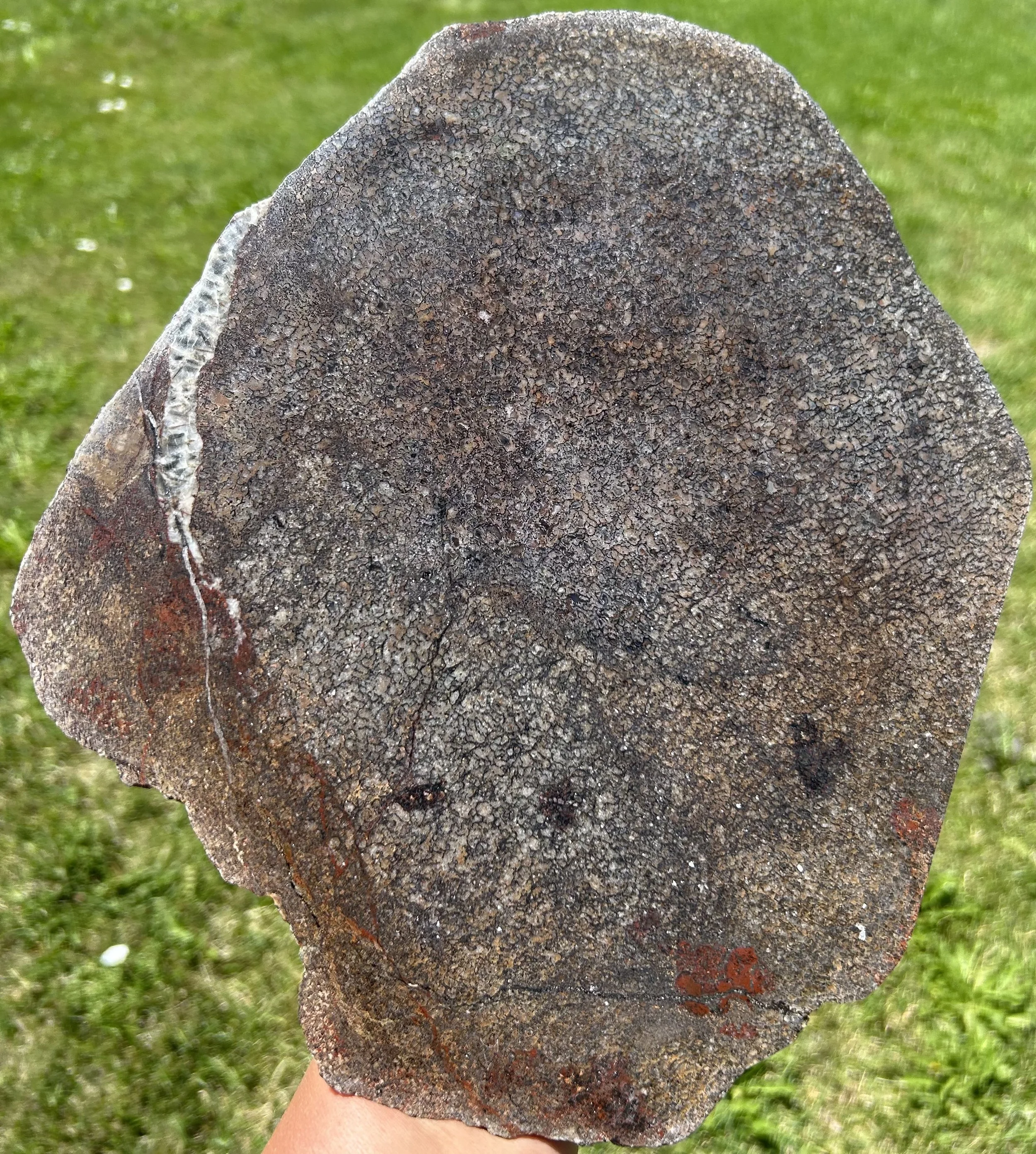 Large Partially Polished Dinosaur Gem Bone Piece