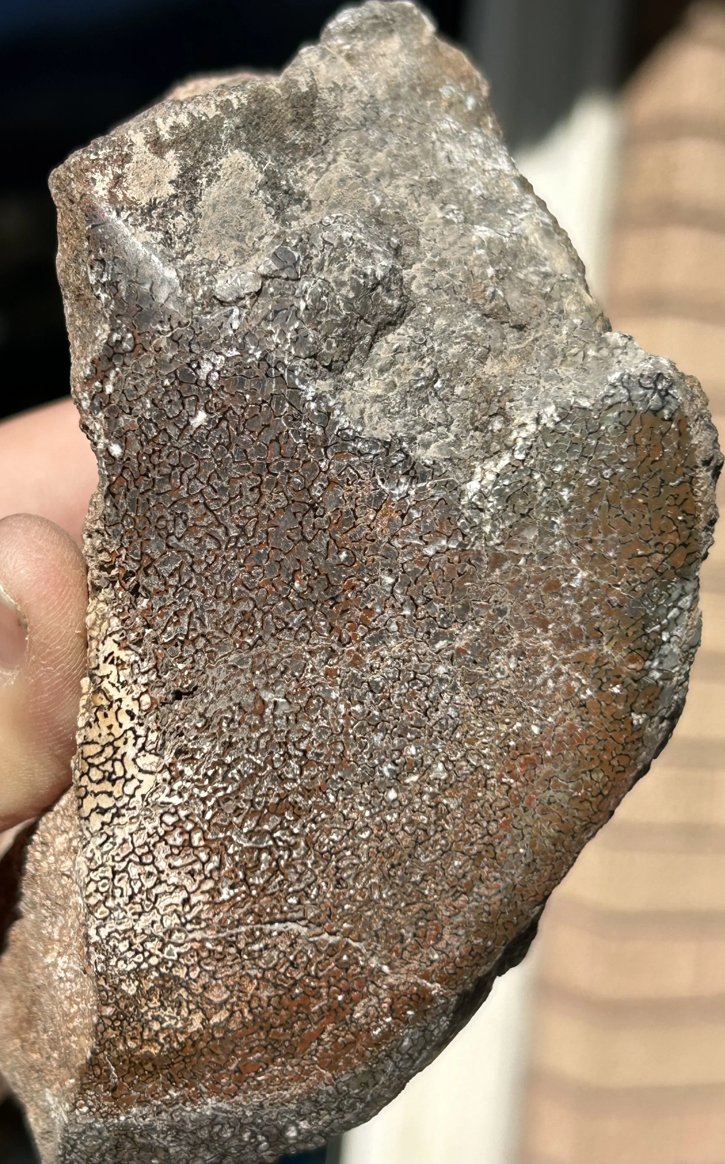 Dinosaur Gem Bone Piece - Stabilized/Polished