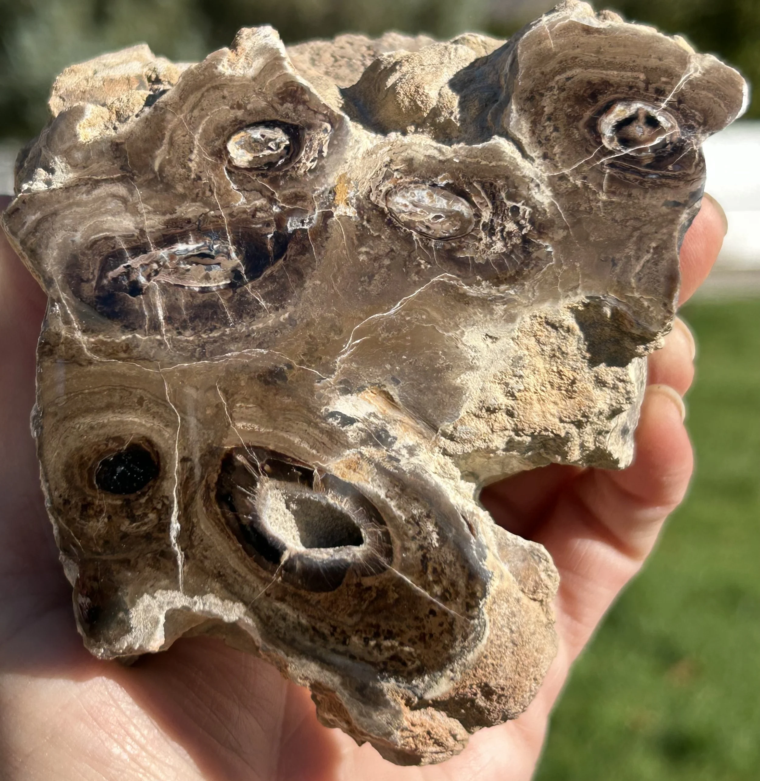 Carbon County Petrified Wood - Stromatolite Encased