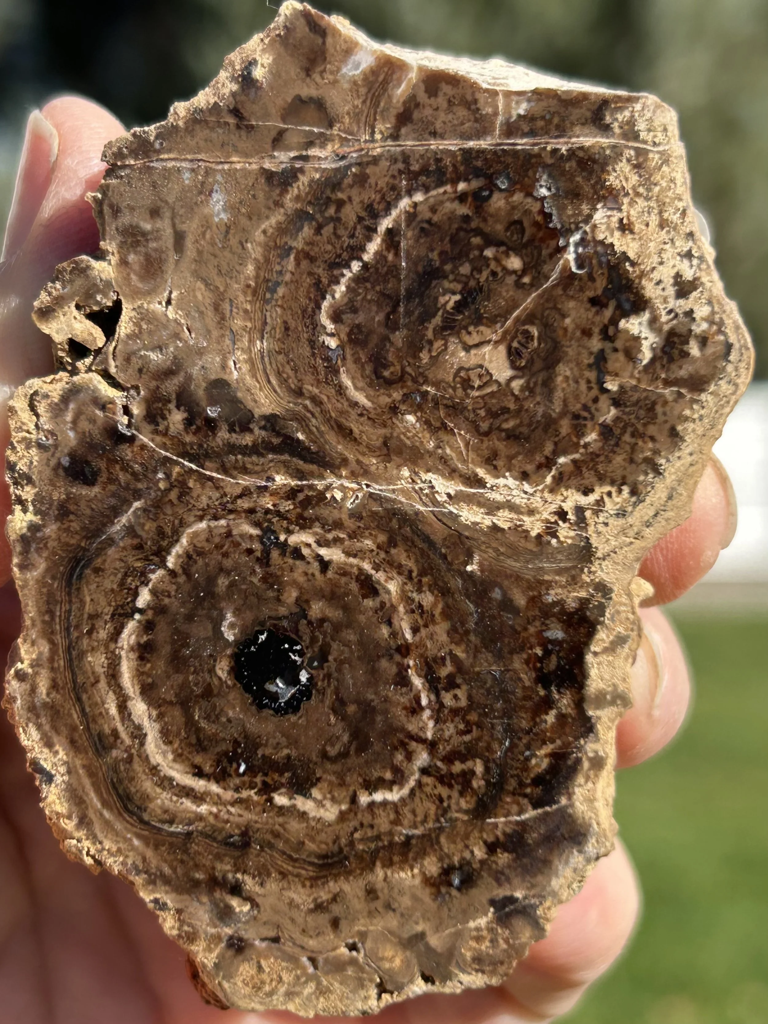 Carbon County Utah Petrified Wood