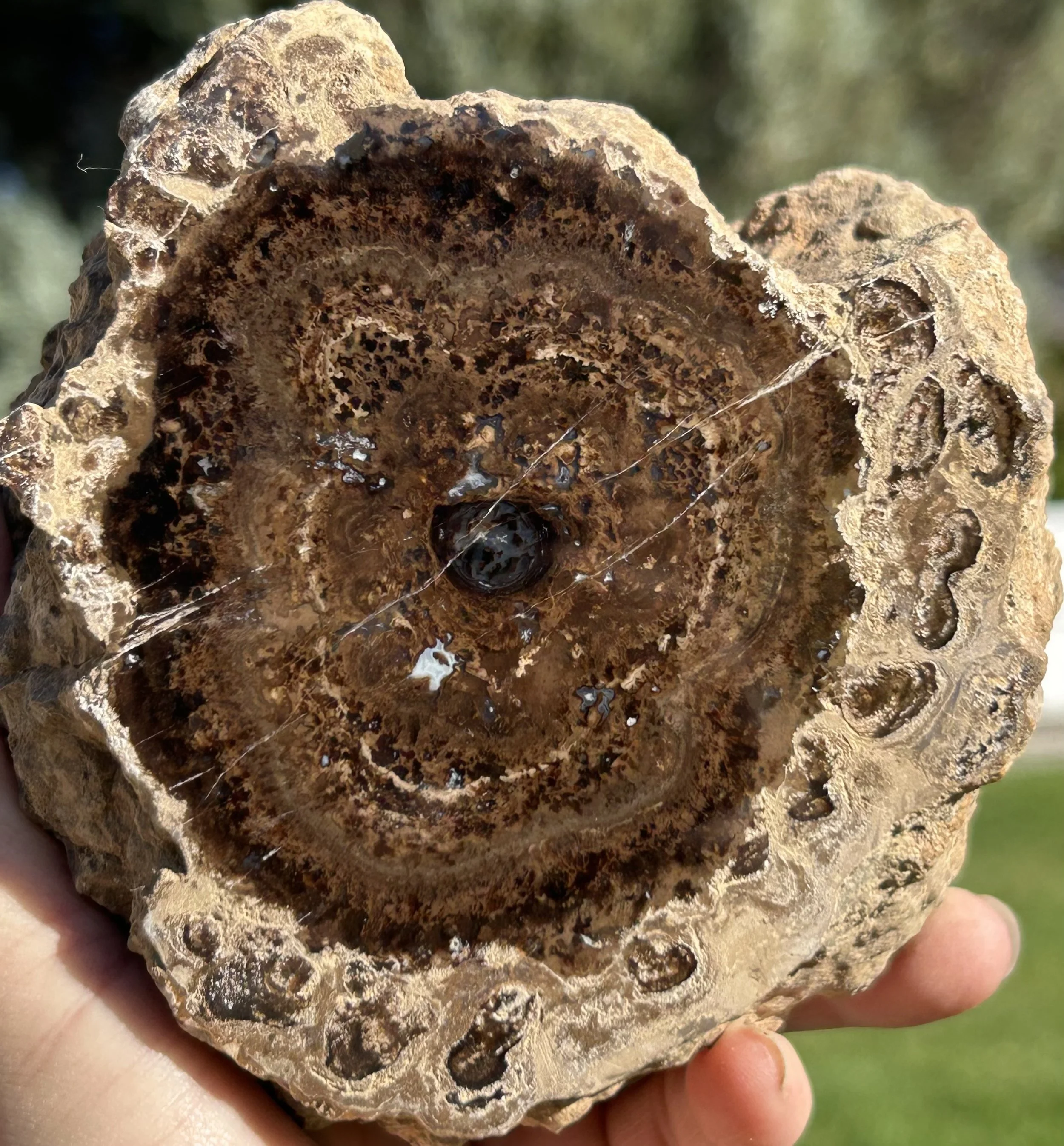 Large Carbon County Petrified Wood with Stromatolite