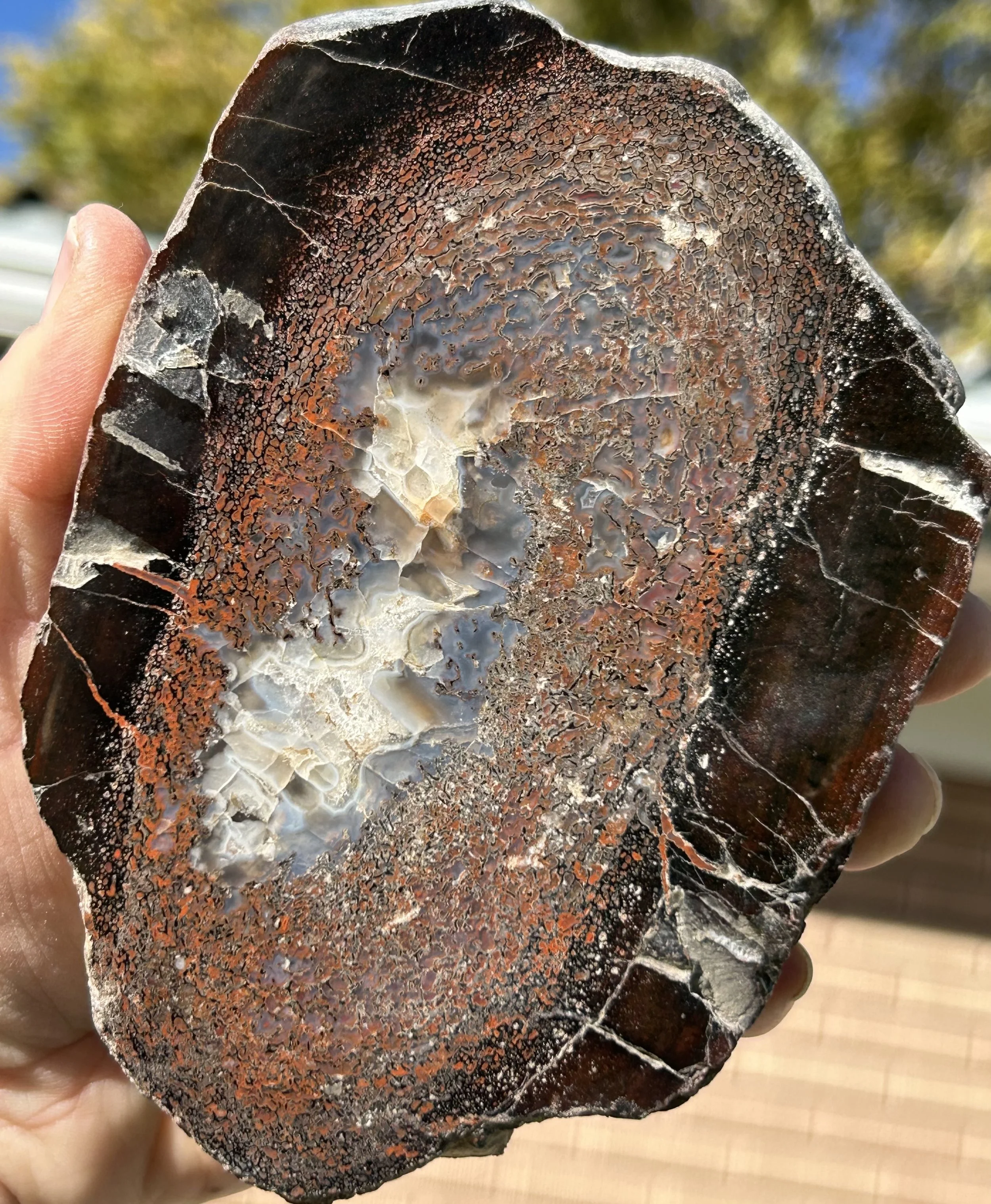 Dinosaur Gem Bone Slab - Stabilized & Polished