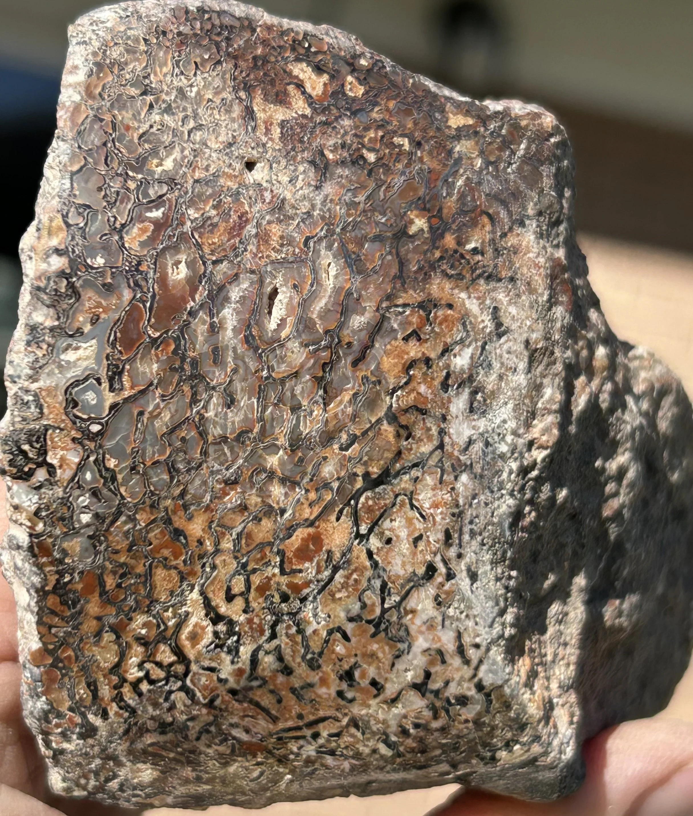 Dinosaur Gem Bone Piece - Stabilized/Polished