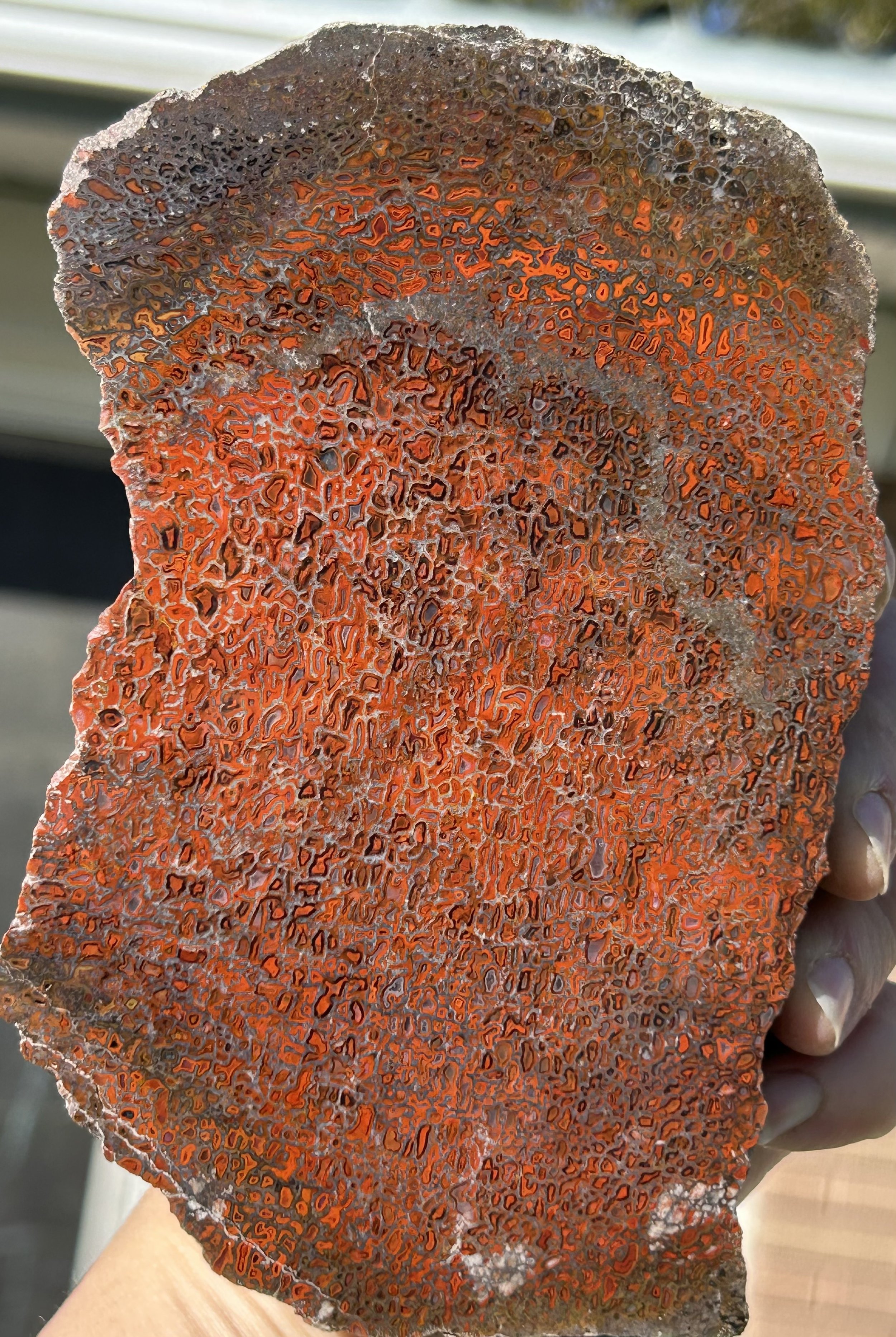 Red Dinosaur Gem Bone Slab - Stabilized