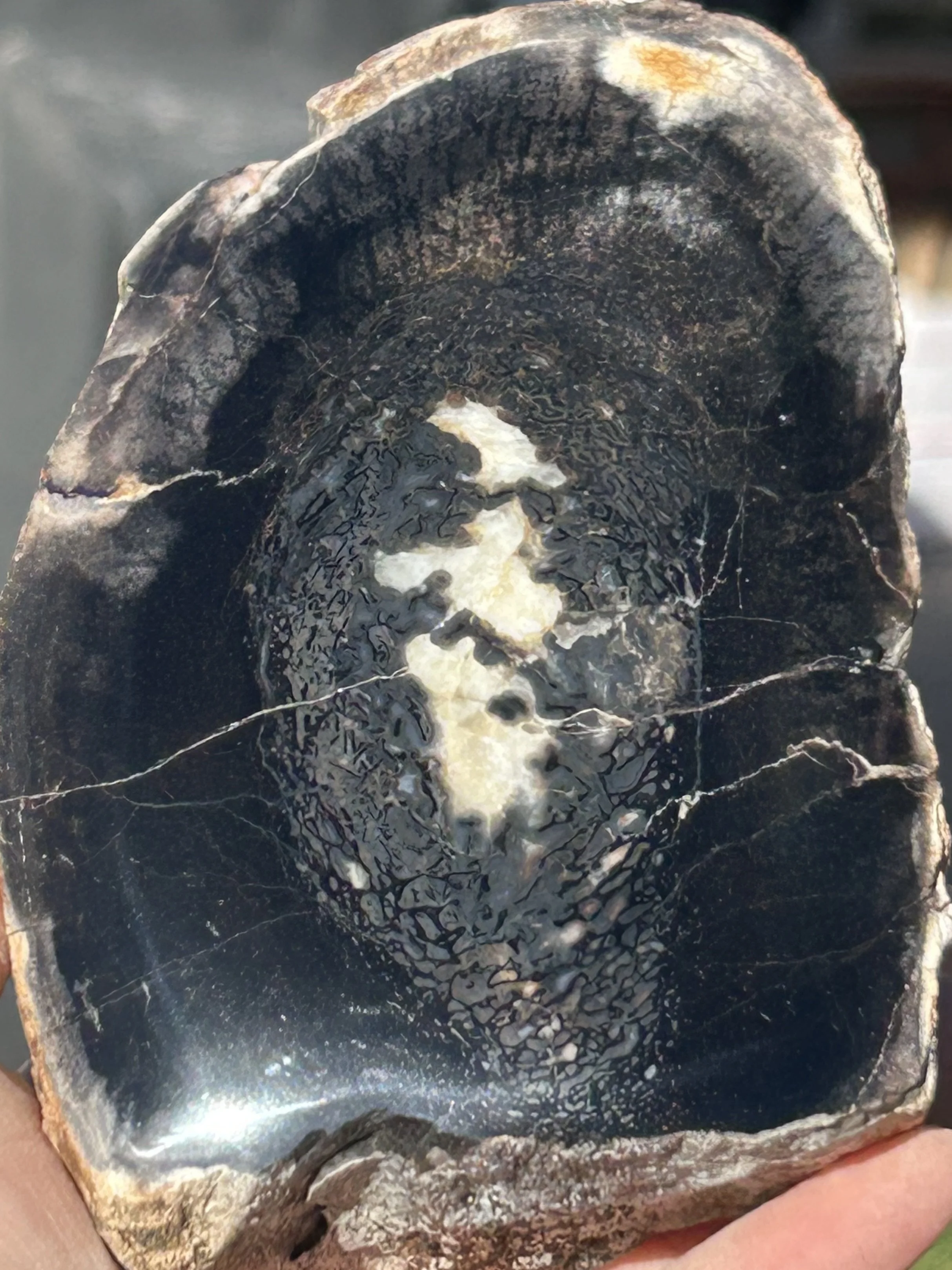 Large Dinosaur Gem Bone Chunk - Stabilized