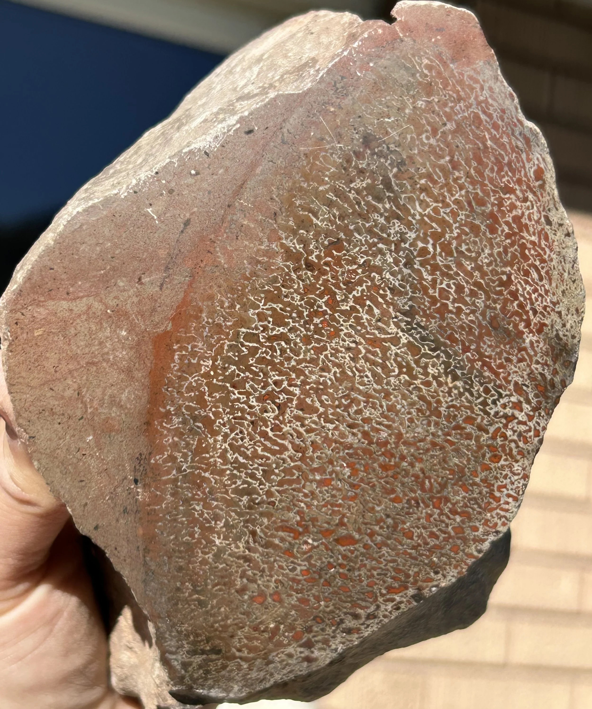 Large Dinosaur Gem Bone Piece - Stabilized/Polished