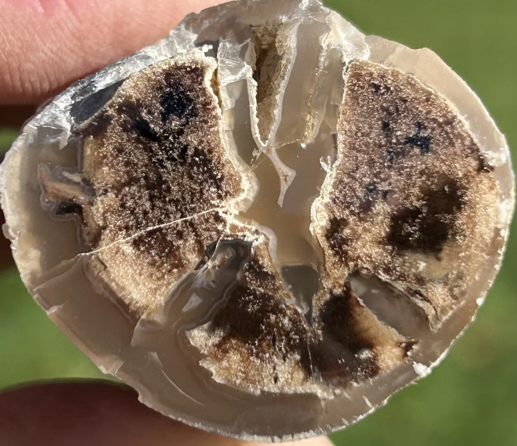 Wiggins Fork Agate Limb Cast - Petrified Tree Limb