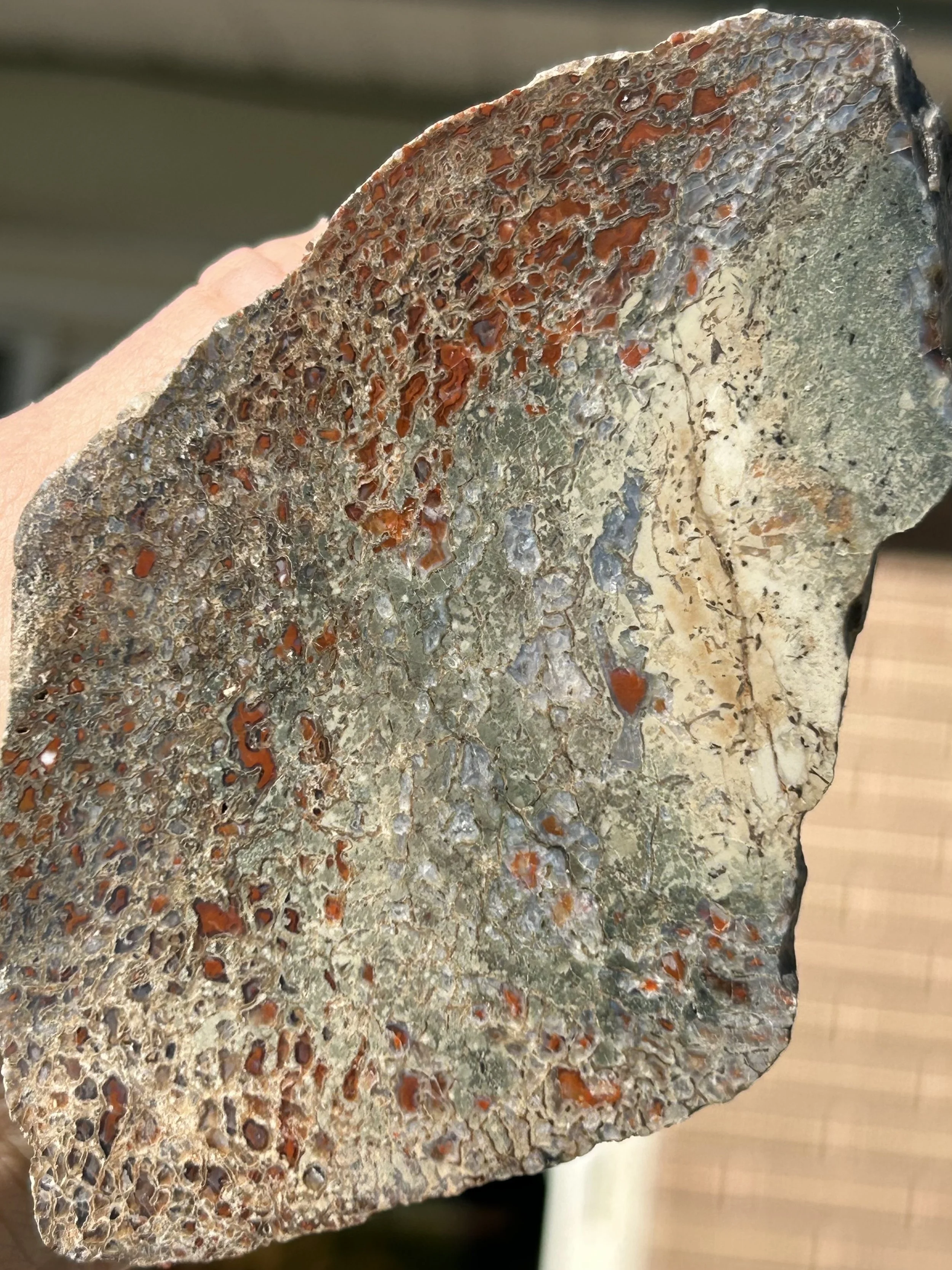 Dinosaur Gem Bone Piece - Stabilized/Polished