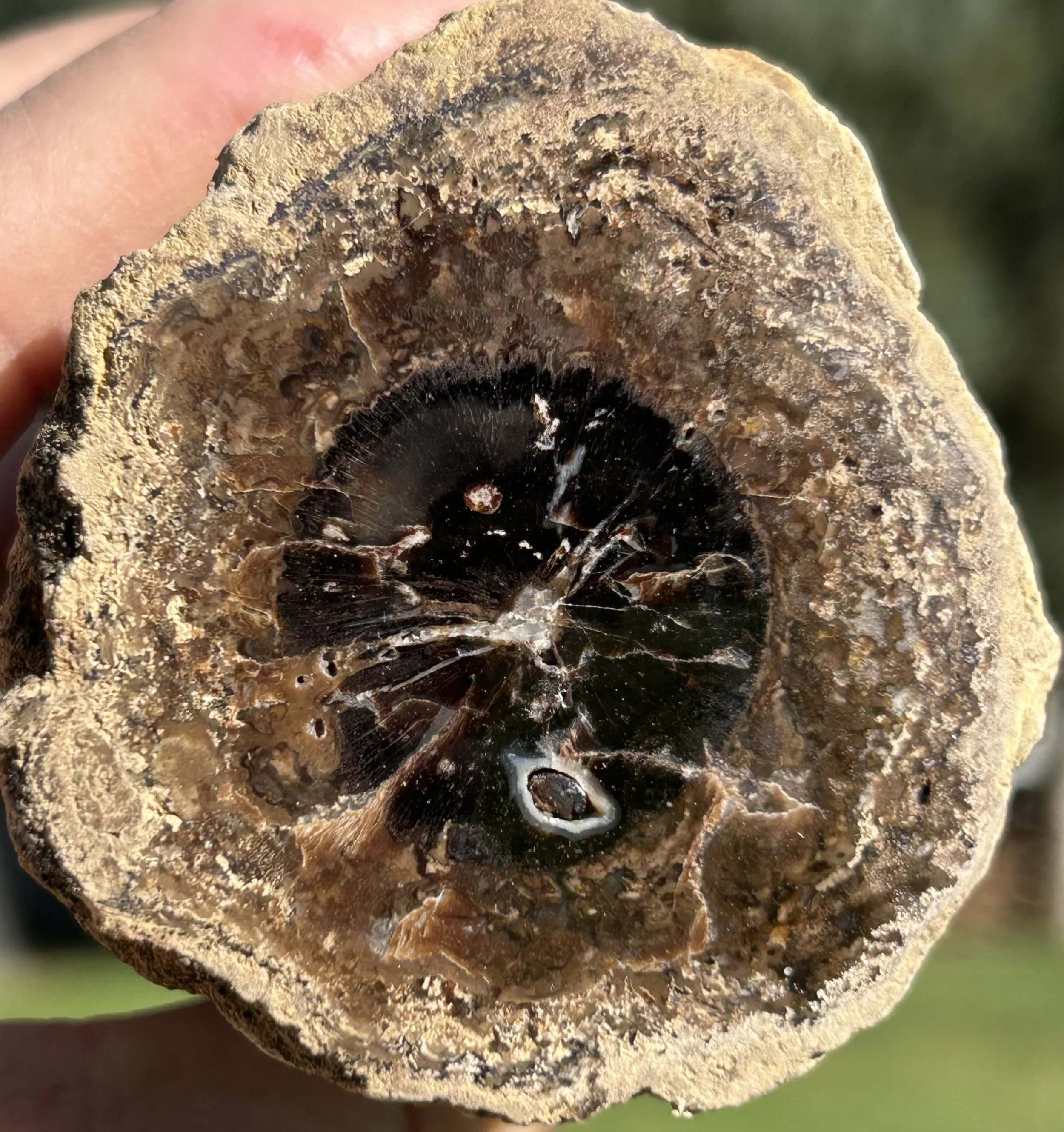 Carbon County Petrified Wood - Stromatolite Encased