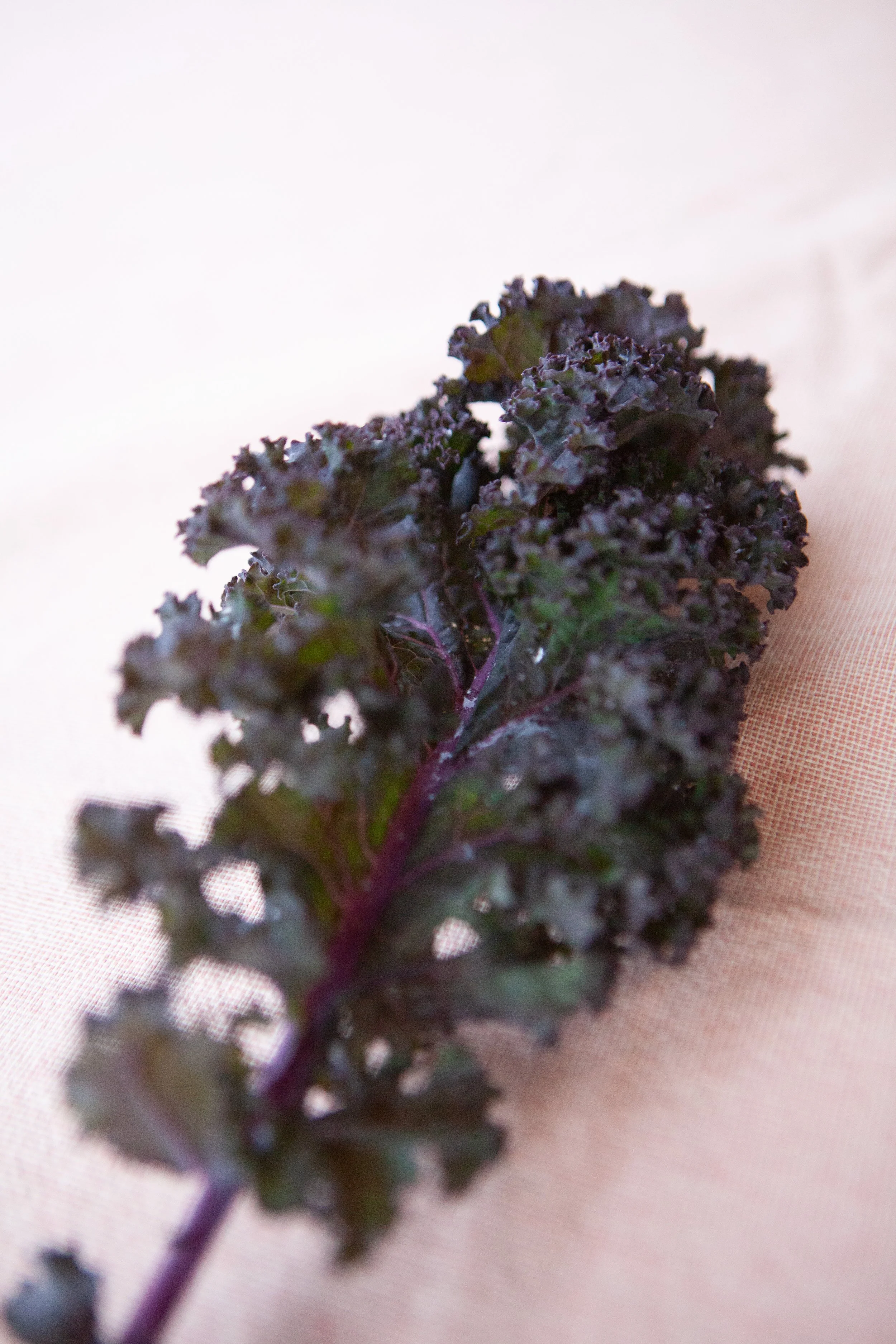 Biologische tuinderij de Elzenkamp