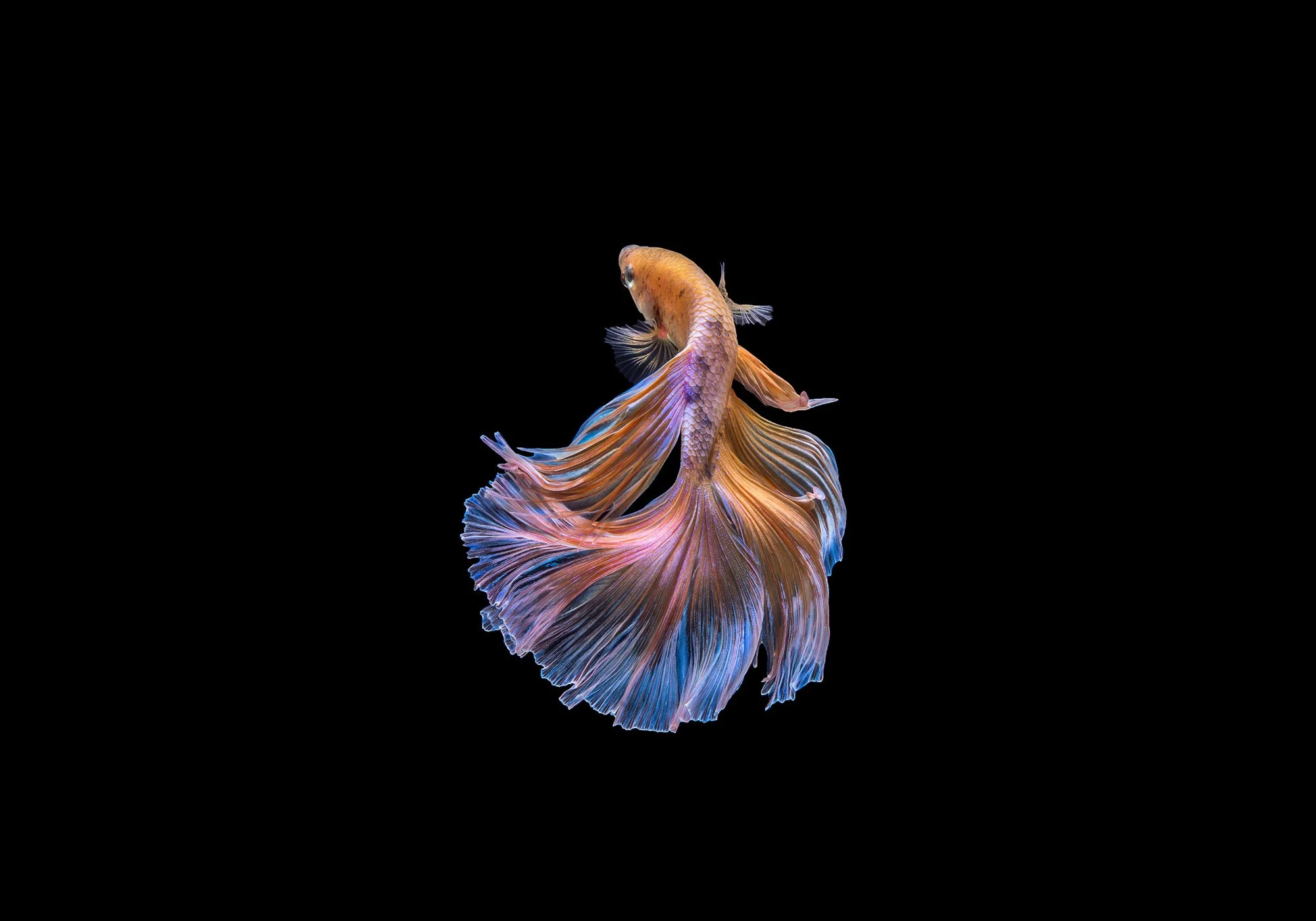 Signature-Aquariums-exotic-fish-2.jpg