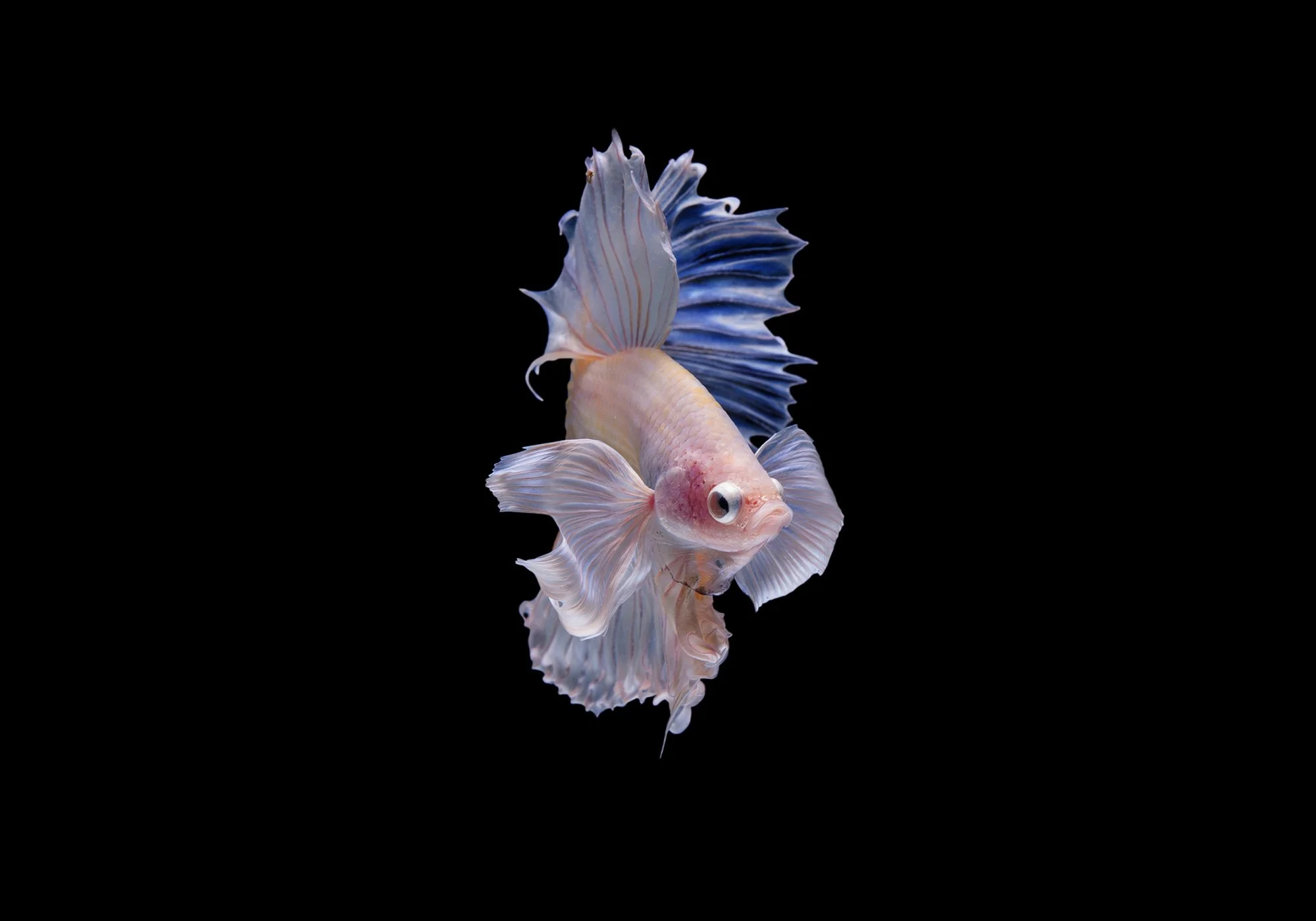 Signature-Aquariums-exotic-fish-1.jpg