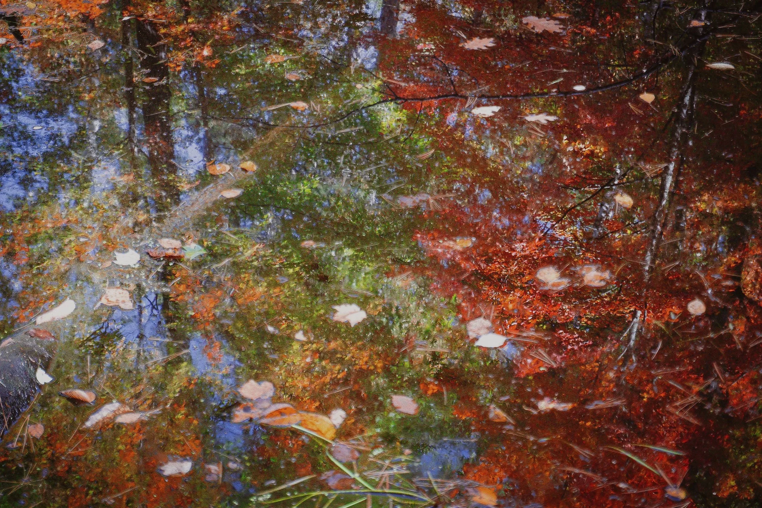 Itasca+Fall+Leaves+in+Pond.jpg