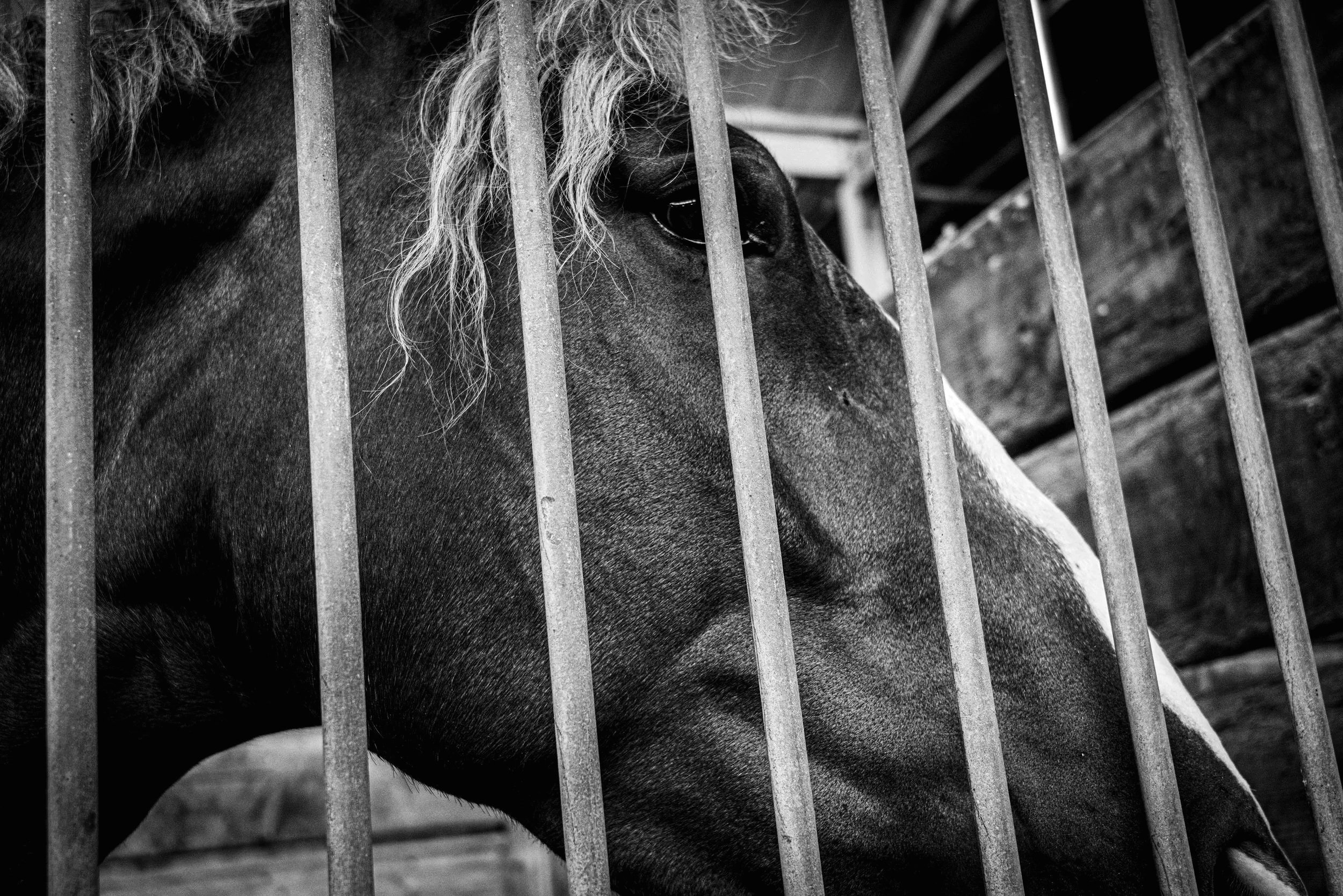 Caged+Brown+Horse-2.jpg