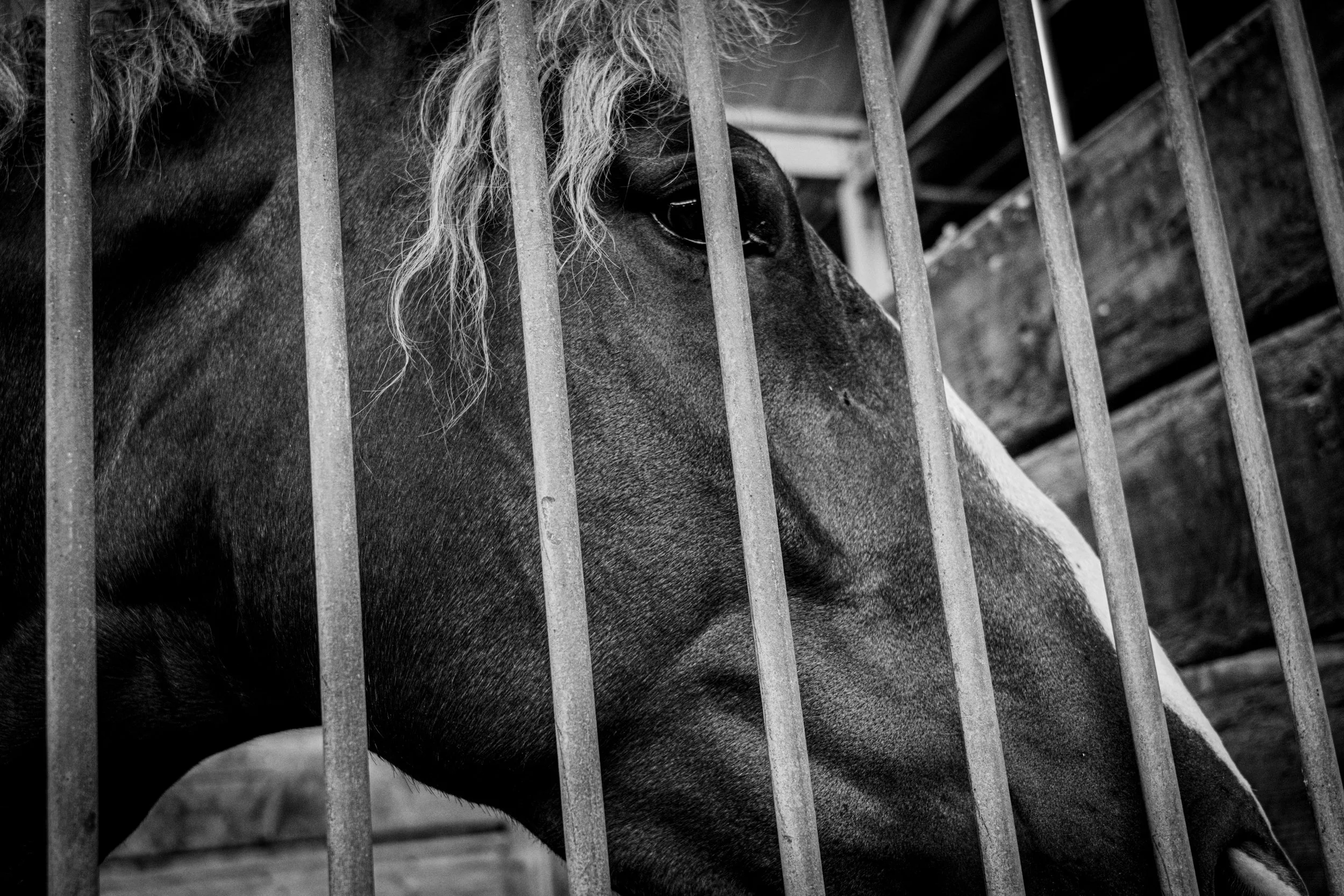 Caged Brown Horse-2.jpeg