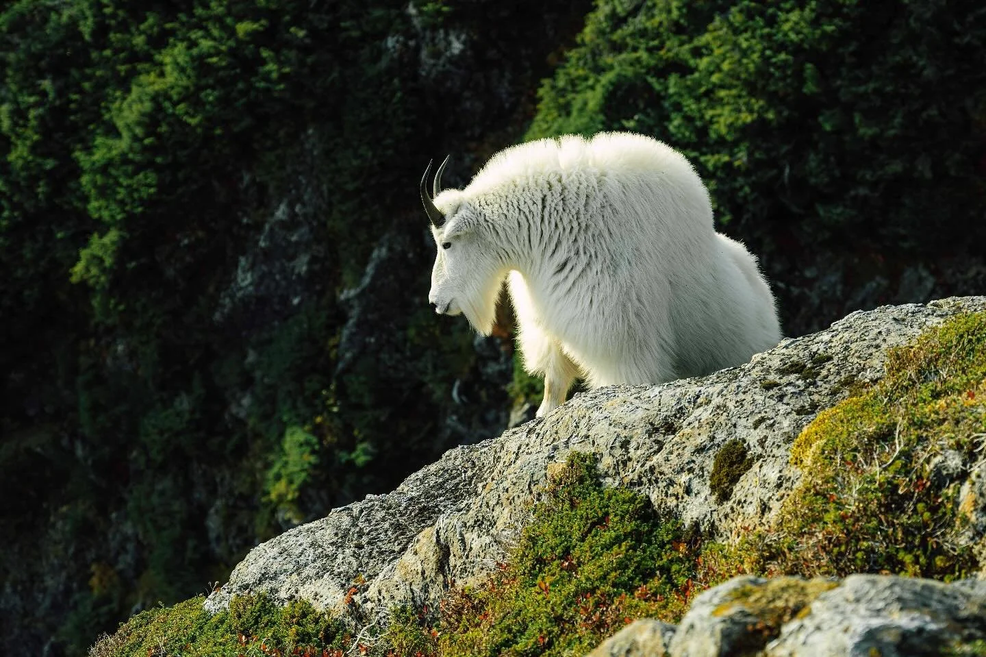 Get ready to test your limits! We're offering a 2:1 spot for Mountain Goat Hunters in Southeast Alaska this fall. Call us to learn more #2025hunt #mountaingoathunting #huntsoutheastalaska #sitka #guidedhunts #alaskaravenguides