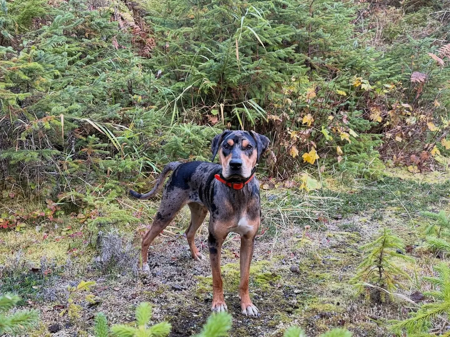 Fall black bear hunting, our tiny guide Weston&rsquo;s debut on Kuiu, he did great with his client Dave our long time client of 27 years #startemyoung #guidedhunts #blackbearhunting #huntalaska #kuiu #alaskaravenguides #ridgethebeardog #familyownedbu