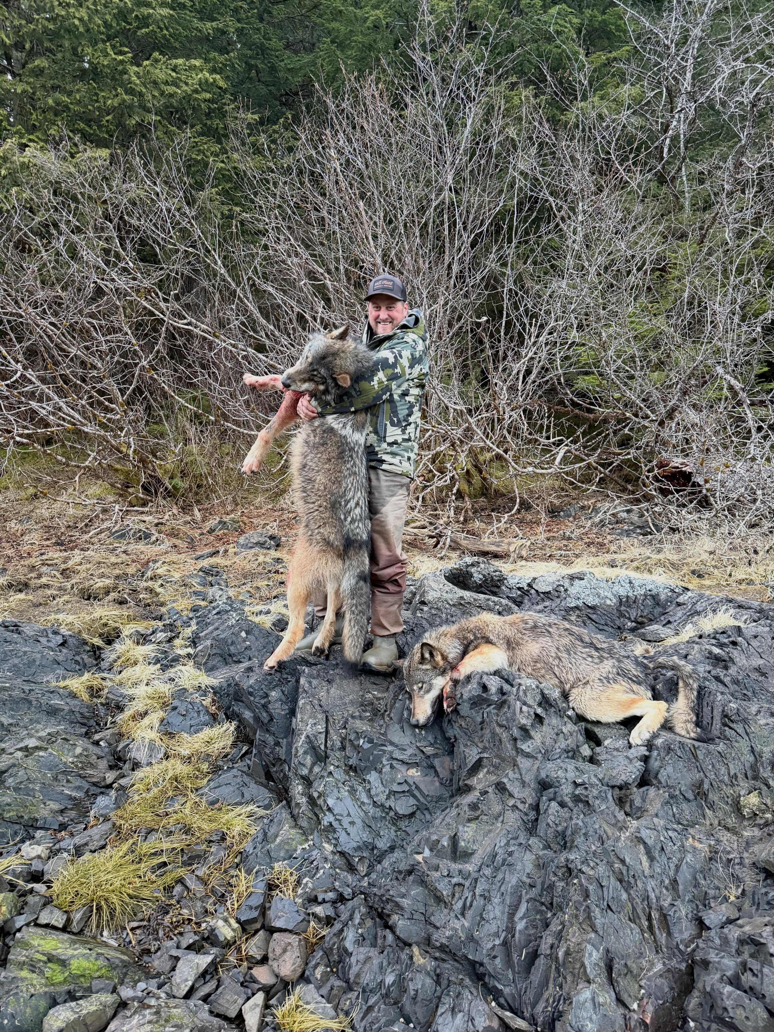 Black Bear season was off to a slow start but we managed to get a couple of wolves and what an amazing hunt it was, Congrats Matt on an awesome couple of Wolves #kuiu #blackbearhunting #onx #springbearhunting #alaskaravenguides
