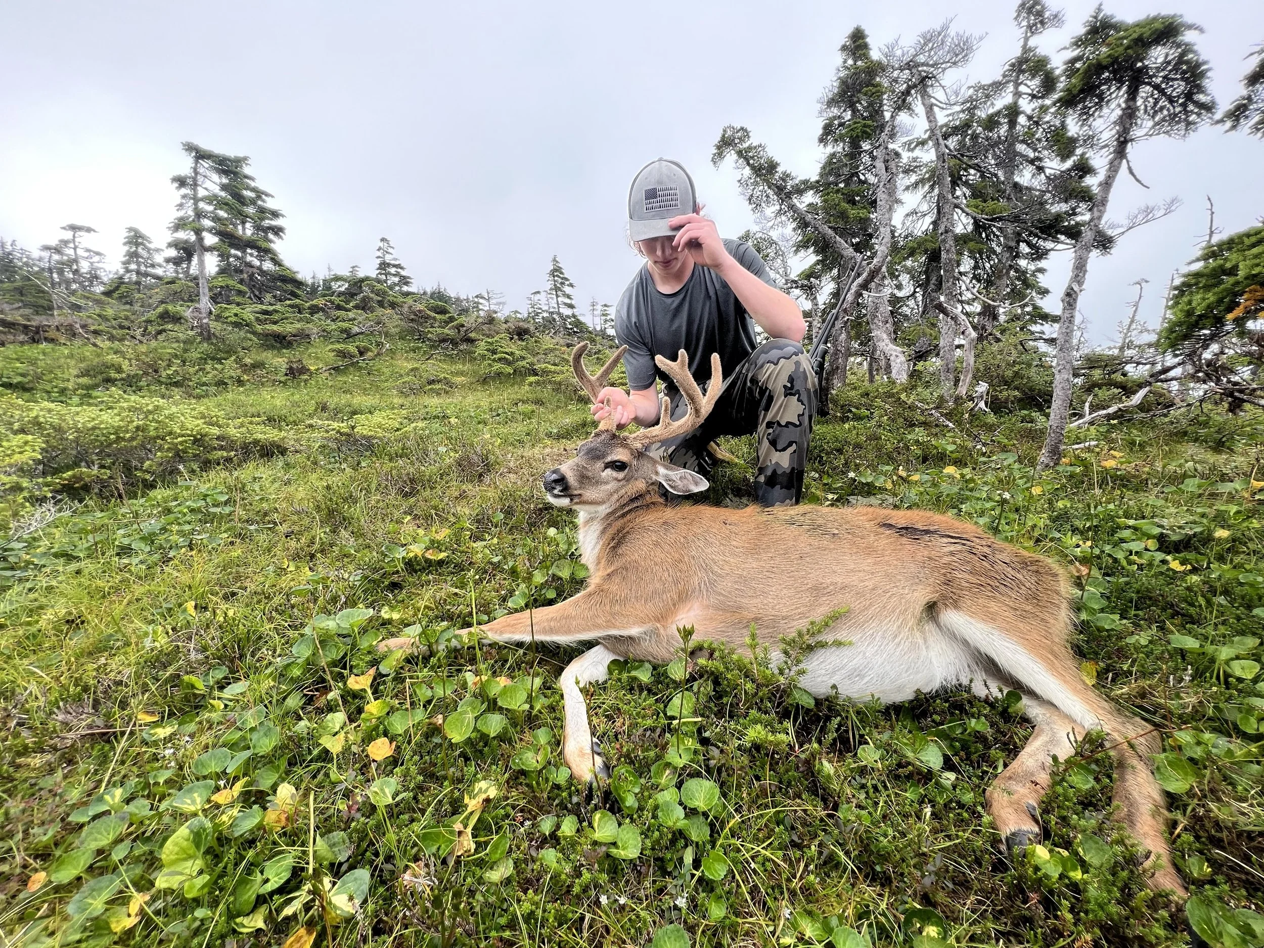 Sitka Blacktail Deer in Velvet
