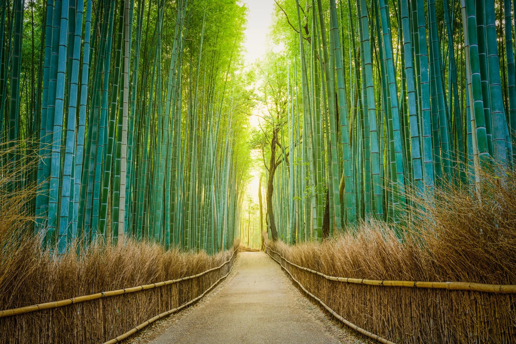 Japan.Workshop.1800px-2.jpg
