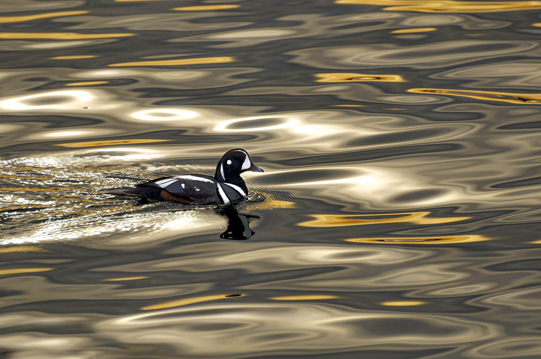 VancouverIsland.1800px-1.jpg