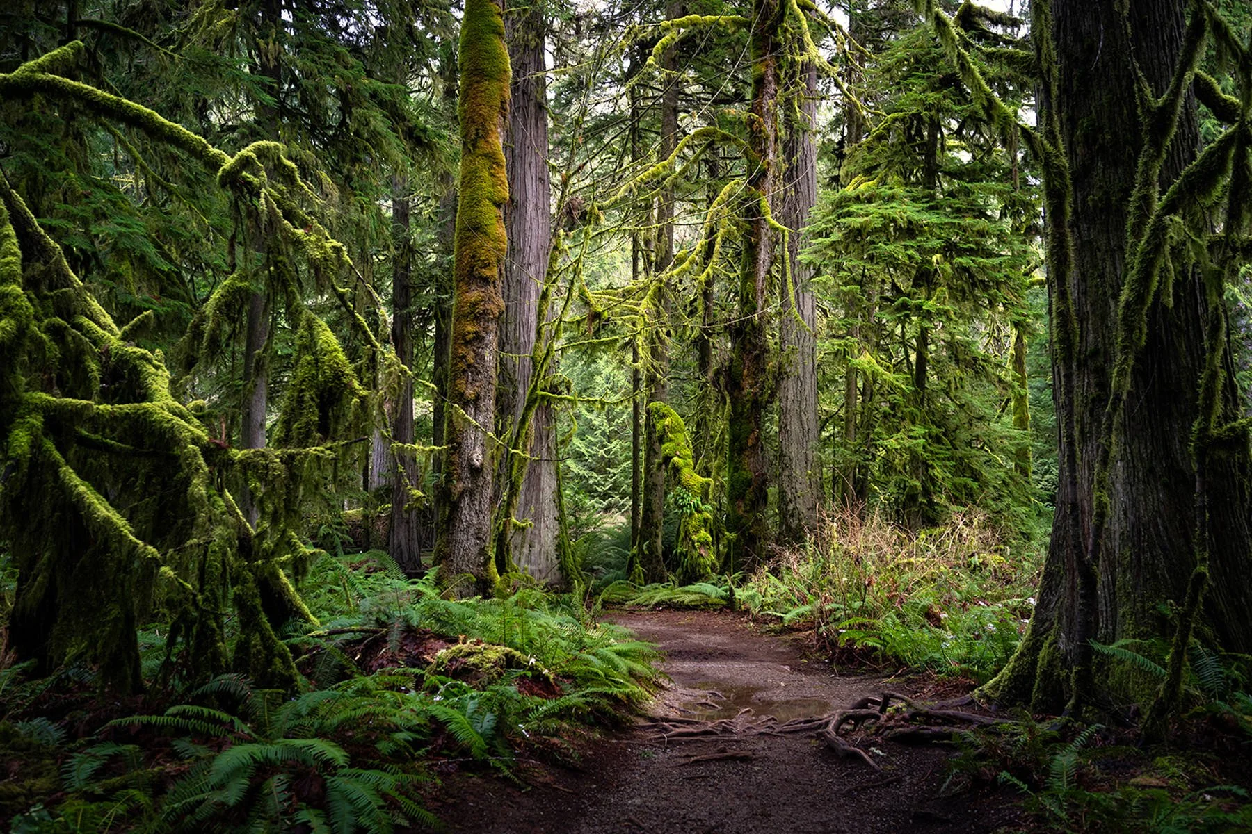 VancouverIsland.1800px-10.jpg