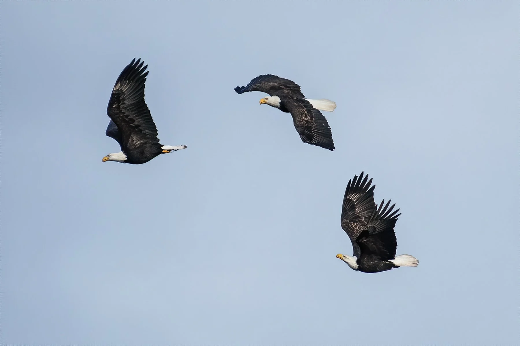 VancouverIsland.1800px-13.jpg